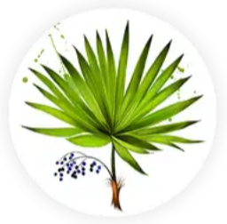 Saw Palmetto